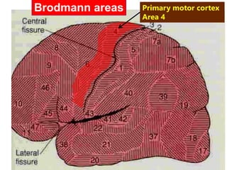 Brodmann areas Primary motor cortex
Area 4
 