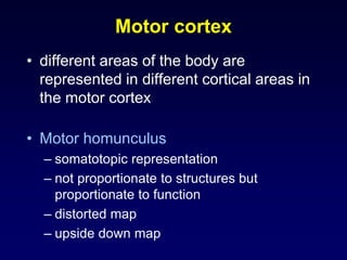 Motor cortex
• different areas of the body are
represented in different cortical areas in
the motor cortex
• Motor homunculus
– somatotopic representation
– not proportionate to structures but
proportionate to function
– distorted map
– upside down map
 