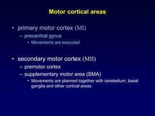 Motor cortical areas
• primary motor cortex (MI)
– precentral gyrus
• Movements are executed
• secondary motor cortex (MII)
– premotor cortex
– supplementary motor area (SMA)
• Movements are planned together with cerebellum, basal
ganglia and other cortical areas
 