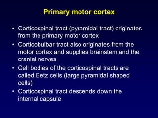 Primary motor cortex
• Corticospinal tract (pyramidal tract) originates
from the primary motor cortex
• Corticobulbar tract also originates from the
motor cortex and supplies brainstem and the
cranial nerves
• Cell bodies of the corticospinal tracts are
called Betz cells (large pyramidal shaped
cells)
• Corticospinal tract descends down the
internal capsule
 