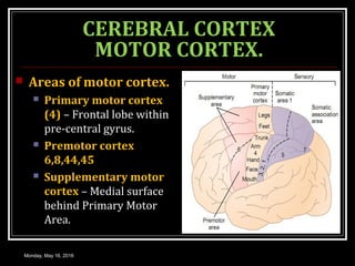 CEREBRAL CORTEX
MOTOR CORTEX.
 Areas of motor cortex.
 Primary motor cortex
(4) – Frontal lobe within
pre-central gyrus.
 Premotor cortex
6,8,44,45
 Supplementary motor
cortex – Medial surface
behind Primary Motor
Area.
Monday, May 16, 2016
 