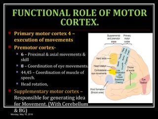 FUNCTIONAL ROLE OF MOTOR
CORTEX.
 Primary motor cortex 4 –
execution of movements
 Premotor cortex-
 6 – Proximal & axial movements &
skill
 8 – Coordination of eye movements.
 44,45 – Coordination of muscle of
speech.
 Head rotation,
 Supplementary motor cortex –
Responsible for generating idea
for Movement. (With Cerebellum
& BG)
Monday, May 16, 2016
 