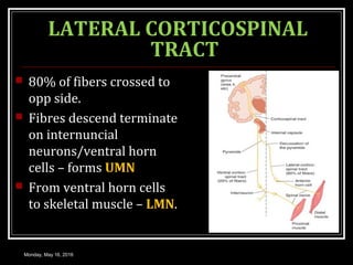 LATERAL CORTICOSPINAL
TRACT
 80% of fibers crossed to
opp side.
 Fibres descend terminate
on internuncial
neurons/ventral horn
cells – forms UMN
 From ventral horn cells
to skeletal muscle – LMN.
Monday, May 16, 2016
 