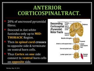 ANTERIOR
CORTICOSPINALTRACT.
 20% of uncrossed pyramidal
fibres.
 Descend in Ant white
funiculus only up to MID-
THORACIC Region.
 Then in spinal cord crosses
to opposite side & terminate
on ventral horn cells.
 Thus Cortex on one side
connect to ventral horn cells
on opposite side.
Monday, May 16, 2016
 