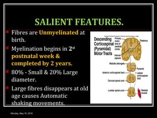 SALIENT FEATURES.
 Fibres are Unmyelinated at
birth.
 Myelination begins in 2nd
postnatal week &
completed by 2 years.
 80% - Small & 20% Large
diameter.
 Large fibres disappears at old
age causes Automatic
shaking movements.
Monday, May 16, 2016
 