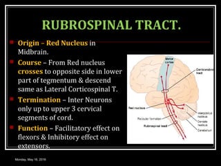 RUBROSPINAL TRACT.
 Origin – Red Nucleus in
Midbrain.
 Course – From Red nucleus
crosses to opposite side in lower
part of tegmentum & descend
same as Lateral Corticospinal T.
 Termination – Inter Neurons
only up to upper 3 cervical
segments of cord.
 Function – Facilitatory effect on
flexors & Inhibitory effect on
extensors.
Monday, May 16, 2016
 