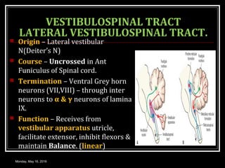 VESTIBULOSPINAL TRACT
LATERAL VESTIBULOSPINAL TRACT.
 Origin – Lateral vestibular
N(Deiter’s N)
 Course – Uncrossed in Ant
Funiculus of Spinal cord.
 Termination – Ventral Grey horn
neurons (VII,VIII) – through inter
neurons to α & γ neurons of lamina
IX.
 Function – Receives from
vestibular apparatus utricle,
facilitate extensor, inhibit flexors &
maintain Balance. (linear)
Monday, May 16, 2016
 