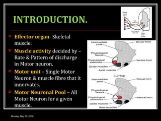 INTRODUCTION.
 Effector organ- Skeletal
muscle.
 Muscle activity decided by –
Rate & Pattern of discharge
in Motor neuron.
 Motor unit – Single Motor
Neuron & muscle fibre that it
innervates.
 Motor Neuronal Pool – All
Motor Neuron for a given
muscle.
Monday, May 16, 2016
 