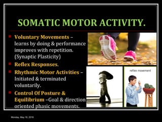 SOMATIC MOTOR ACTIVITY.
 Voluntary Movements –
learns by doing & performance
improves with repetition.
(Synaptic Plasticity)
 Reflex Responses.
 Rhythmic Motor Activities –
Initiated & terminated
voluntarily.
 Control Of Posture &
Equilibrium –Goal & direction
oriented phasic movements.
Monday, May 16, 2016
 