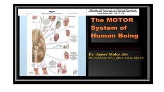 Motor System of Human Being.drjma