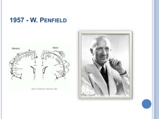 1957 - W. Penfield