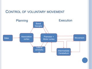 Control of voluntary movementExecutionPlanningBasal GangliaAssociation cortexPremotor + Motor cortexMovementIdeaLateral cerebellumIntermediate Cerebellum