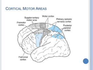 Cortical Motor Areas