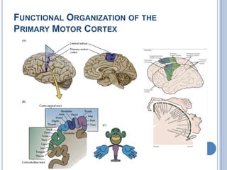 Functional Organization of the Primary Motor Cortex