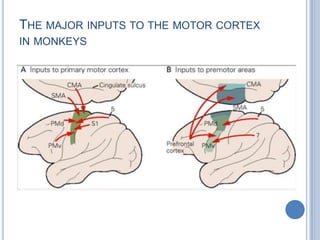 The major inputs to the motor cortex in monkeys