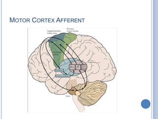 Motor Cortex Afferent