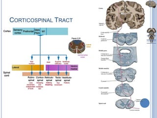 Corticospinal Tract