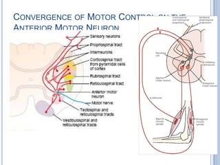 Convergence of Motor Control on the Anterior Motor Neuron