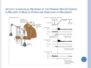 Activity in Individual Neurons of the Primary Motor Cortex Is Related to Muscle Force and Direction of Movement 