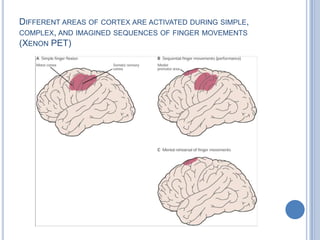 Different areas of cortex are activated during simple, complex, and imagined sequences of finger movements (Xenon PET)