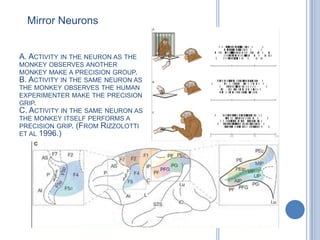 Mirror NeuronsA. Activity in the neuron as the monkey observes another monkey make a precision group.B. Activity in the same neuron as the monkey observes the human experimenter make the precision grip.C. Activity in the same neuron as the monkey itself performs a precision grip. (From Rizzolotti et al 1996.)