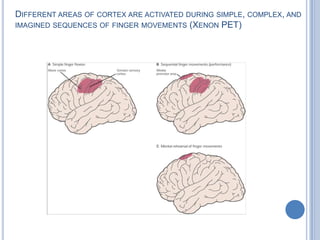 Different areas of cortex are activated during simple, complex, and imagined sequences of finger movements (Xenon PET)
