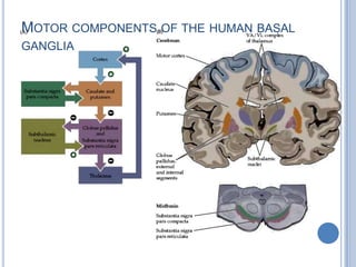 Motor components of the human basal ganglia