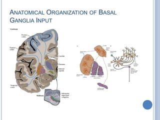 Anatomical Organization of Basal Ganglia Input