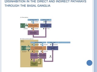 Disinhibition in the direct and indirect pathways through the basal ganglia
