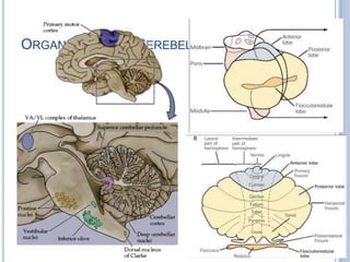 Organization of Cerebellum