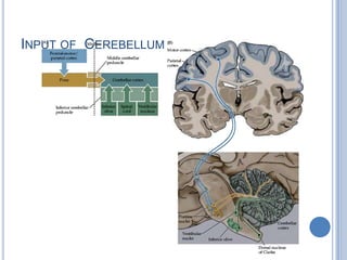 Input of  Cerebellum
