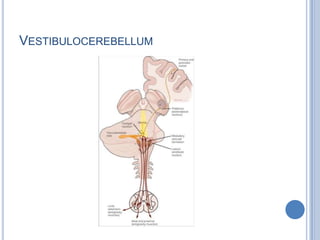 Vestibulocerebellum