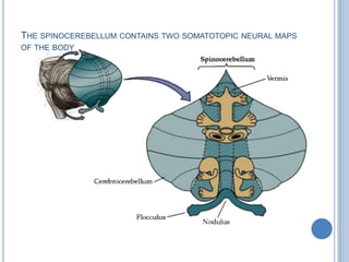The spinocerebellum contains two somatotopic neural maps of the body