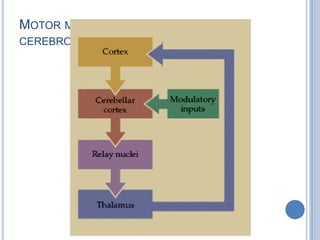 Motor modulation by the cerebrocerebellum