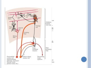 Cerebellar Pathway