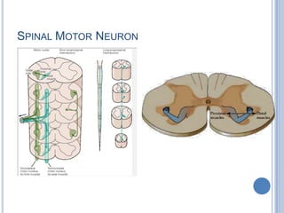 Spinal Motor Neuron