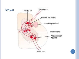 Spinal Cord: Grey matter 