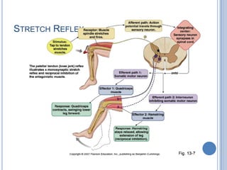 Stretch Reflex
