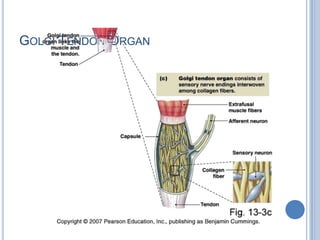 Golgi Tendon Organ
