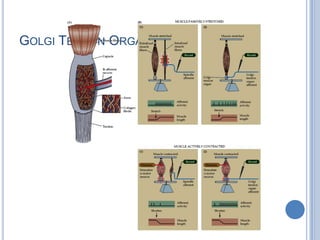 Golgi Tendon Organ