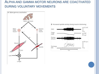 Alpha and gamma motor neurons are coactivated during voluntary movements