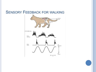 Sensory Feedback for walking