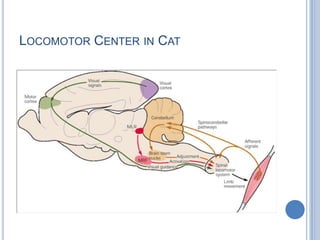 Locomotor Center in Cat