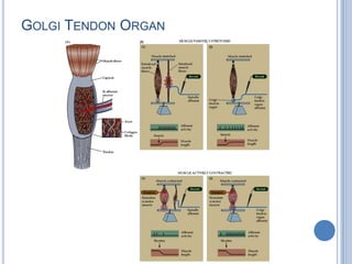 Golgi Tendon Organ