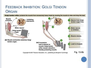 Feedback Inhibition: Golgi Tendon Organ