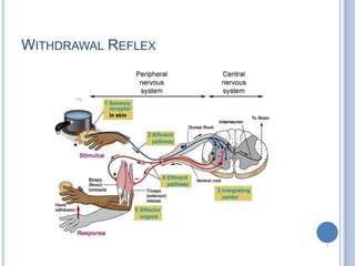 Withdrawal Reflex