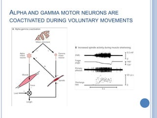 Alpha and gamma motor neurons are coactivated during voluntary movements
