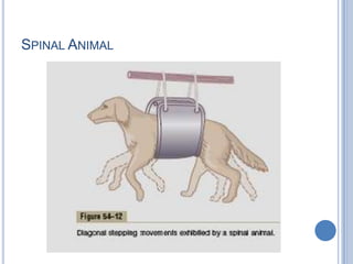 Spinal Animal