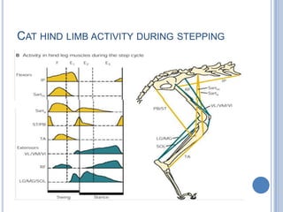Cat hind limb activity during stepping