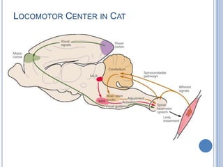 Locomotor Center in Cat